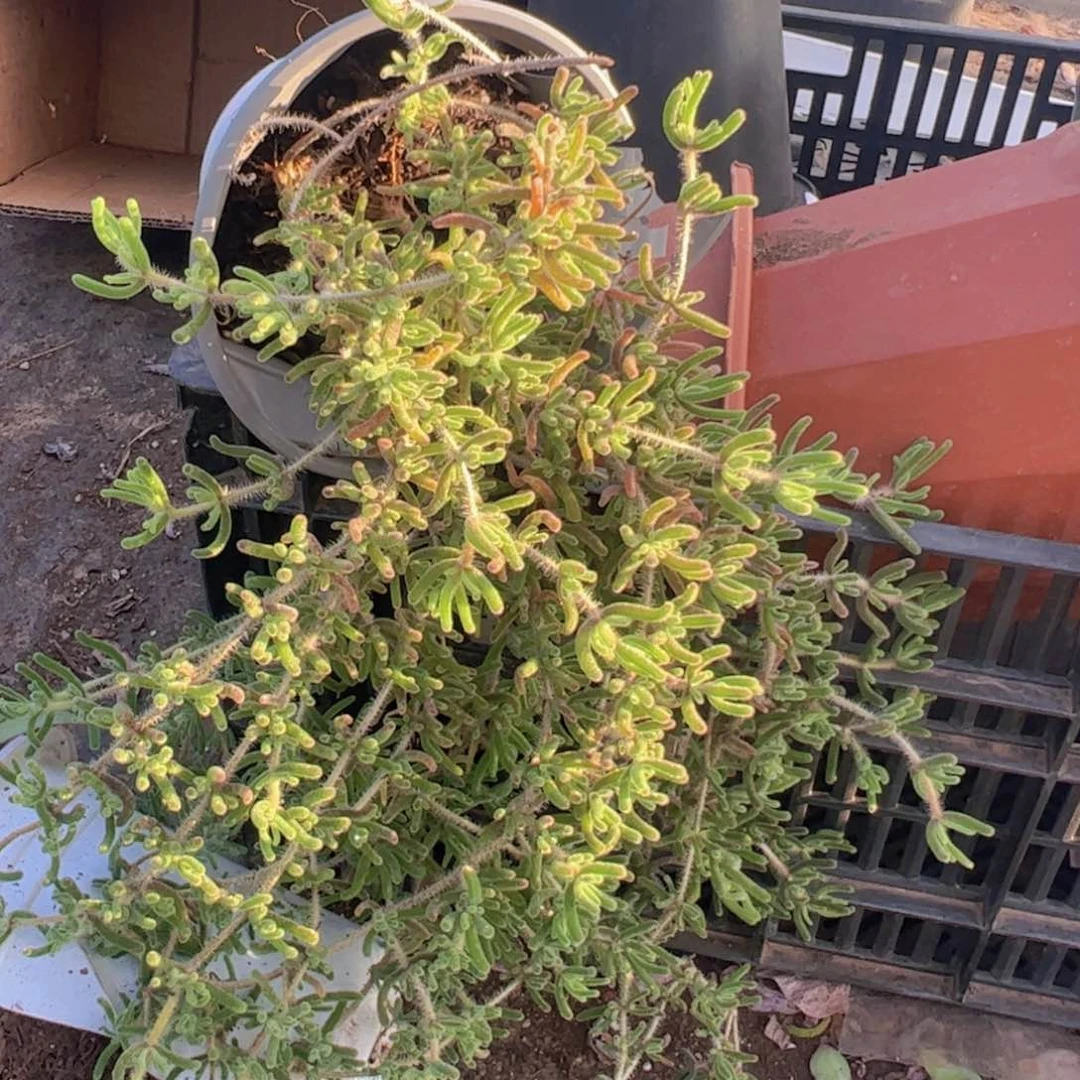 枝干翻杏整装整群