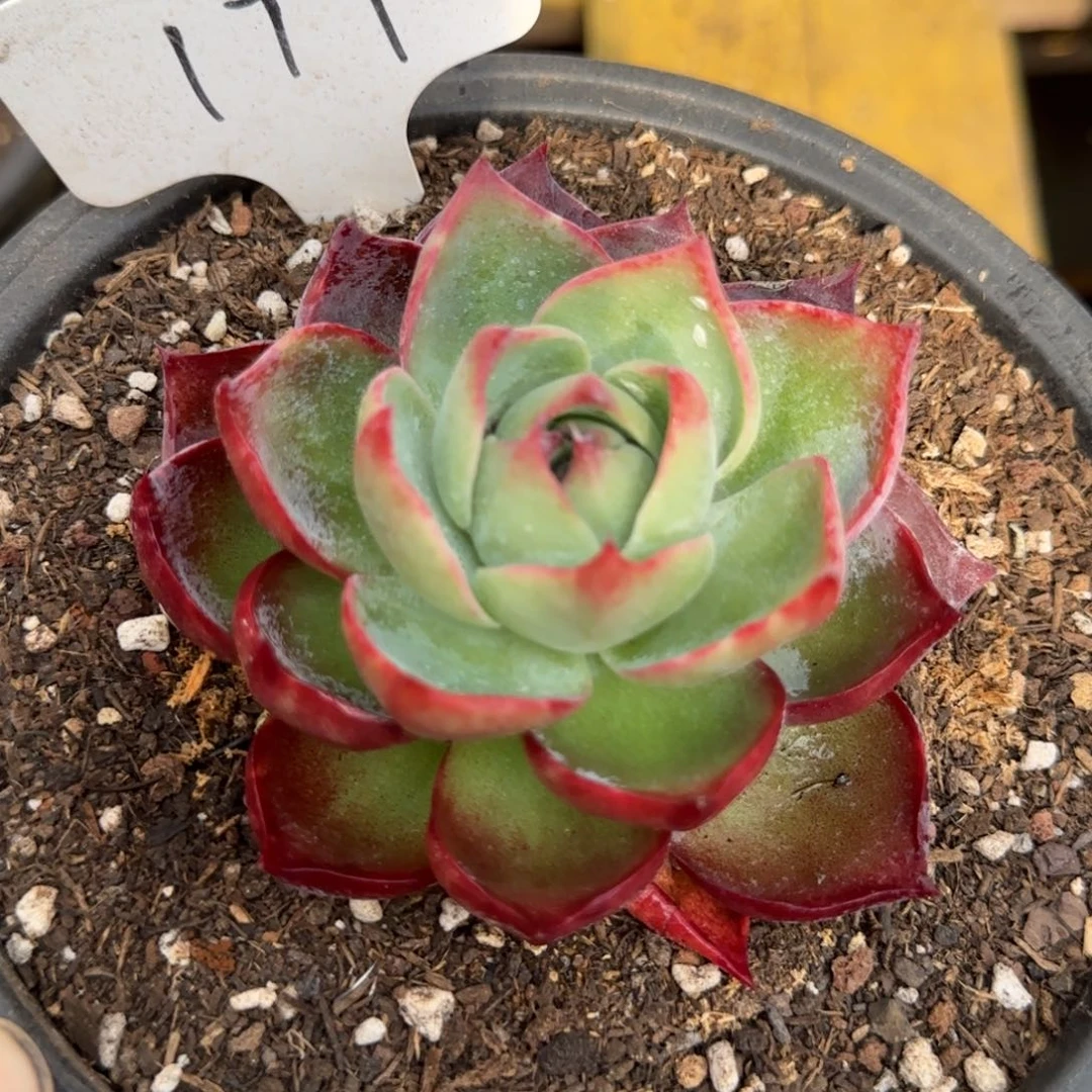 三角惊鸿一物一拍包装收缩花旱179