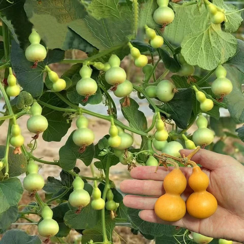 手捻小葫芦籽种四季观赏葫芦种子阳台庭院爬藤文玩葫芦盆栽植物