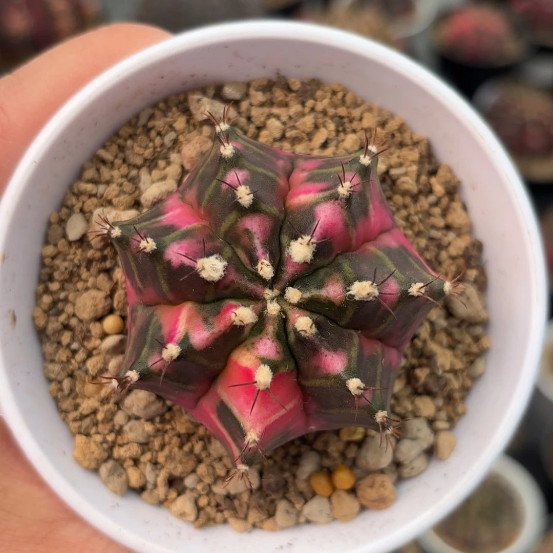 泰系实生仙人球280