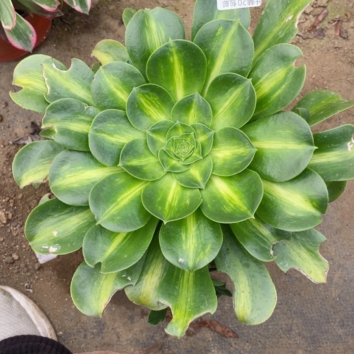 624香中班多肉123445789