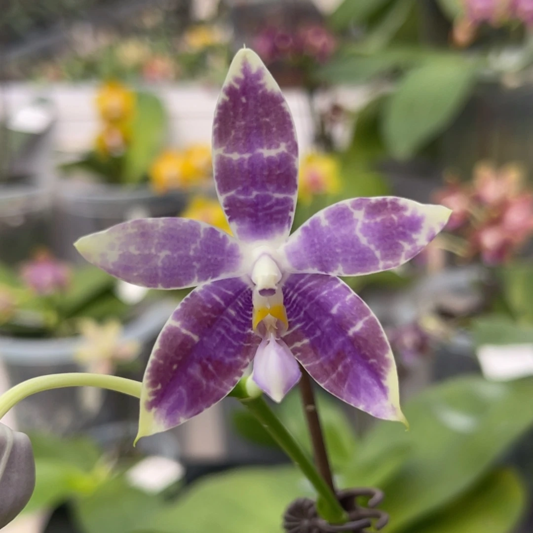 完全开放1199 2.8寸蓝孔雀交蓝豹 一物一拍