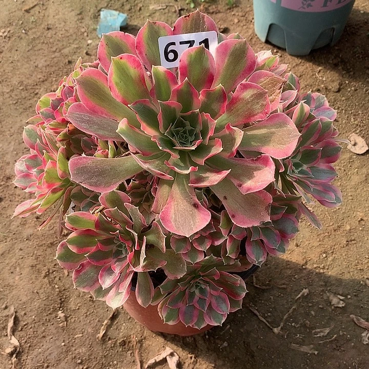 多肉植物叶罗刹671号