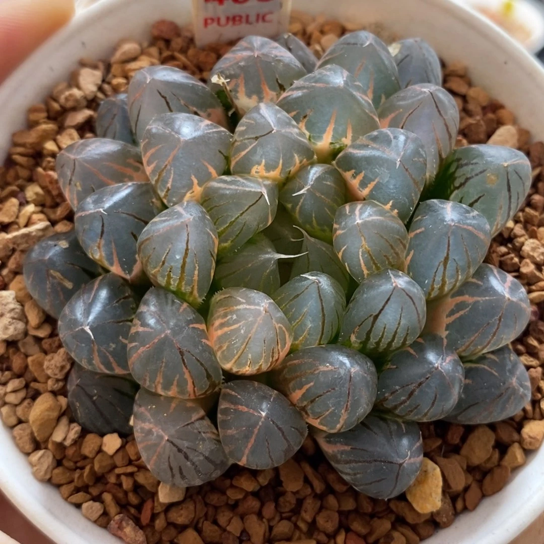 408霓虹灯玉露锦一物一图