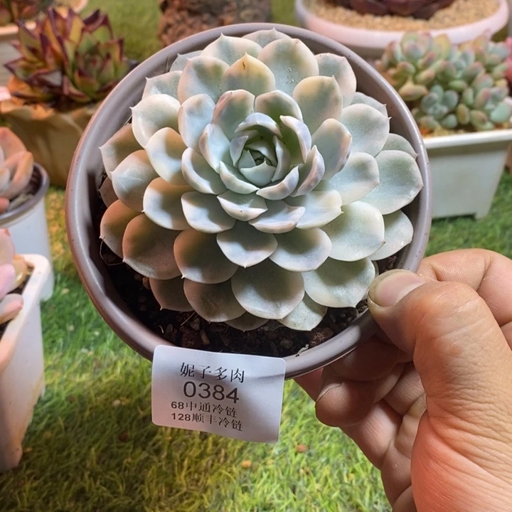 0384啊啊啊啊啊啊啊啊啊啊