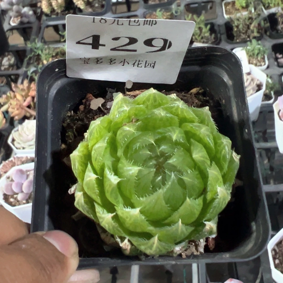 429号樱水晶一物一拍