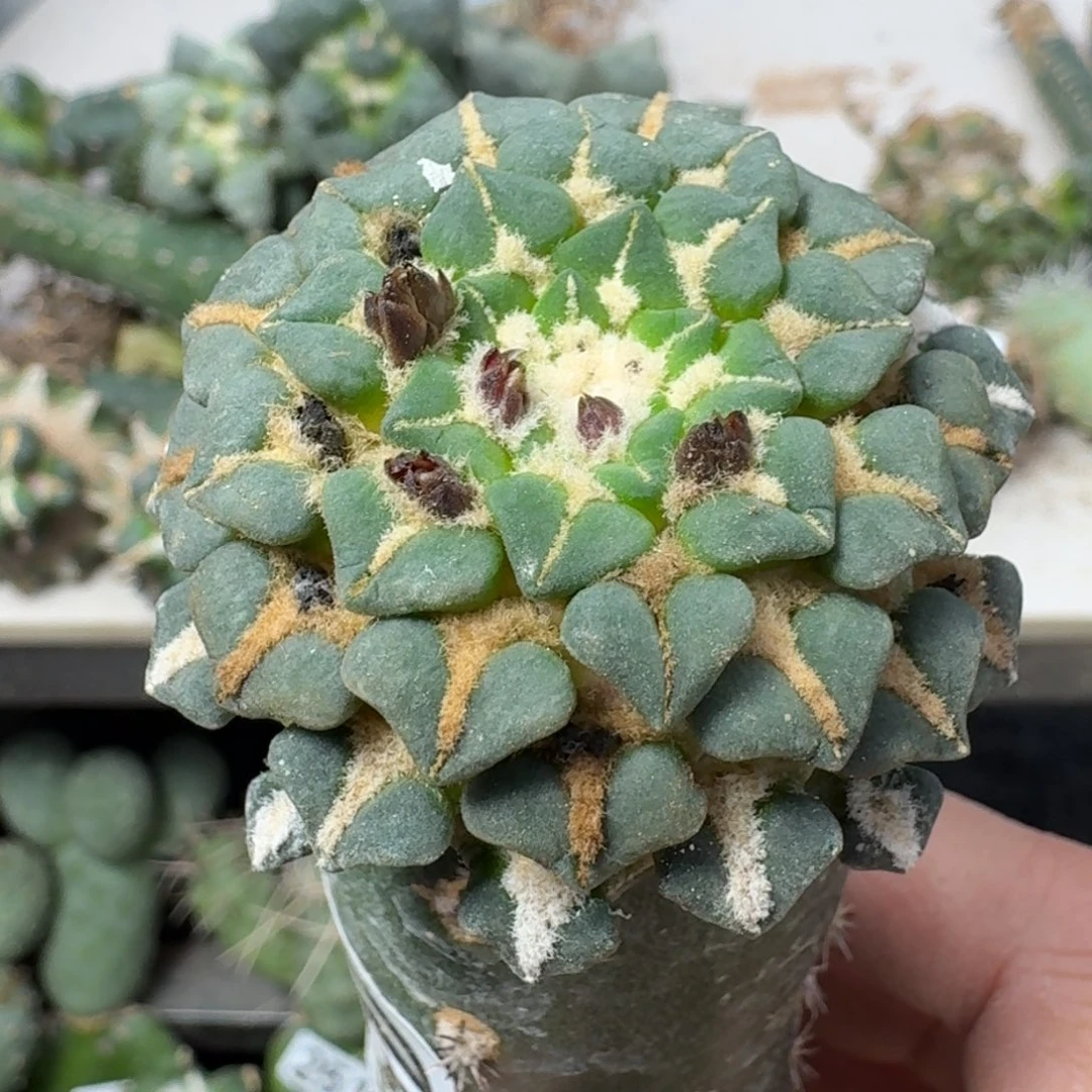 【闪购商品】无花朵小*馒头姬牡丹380