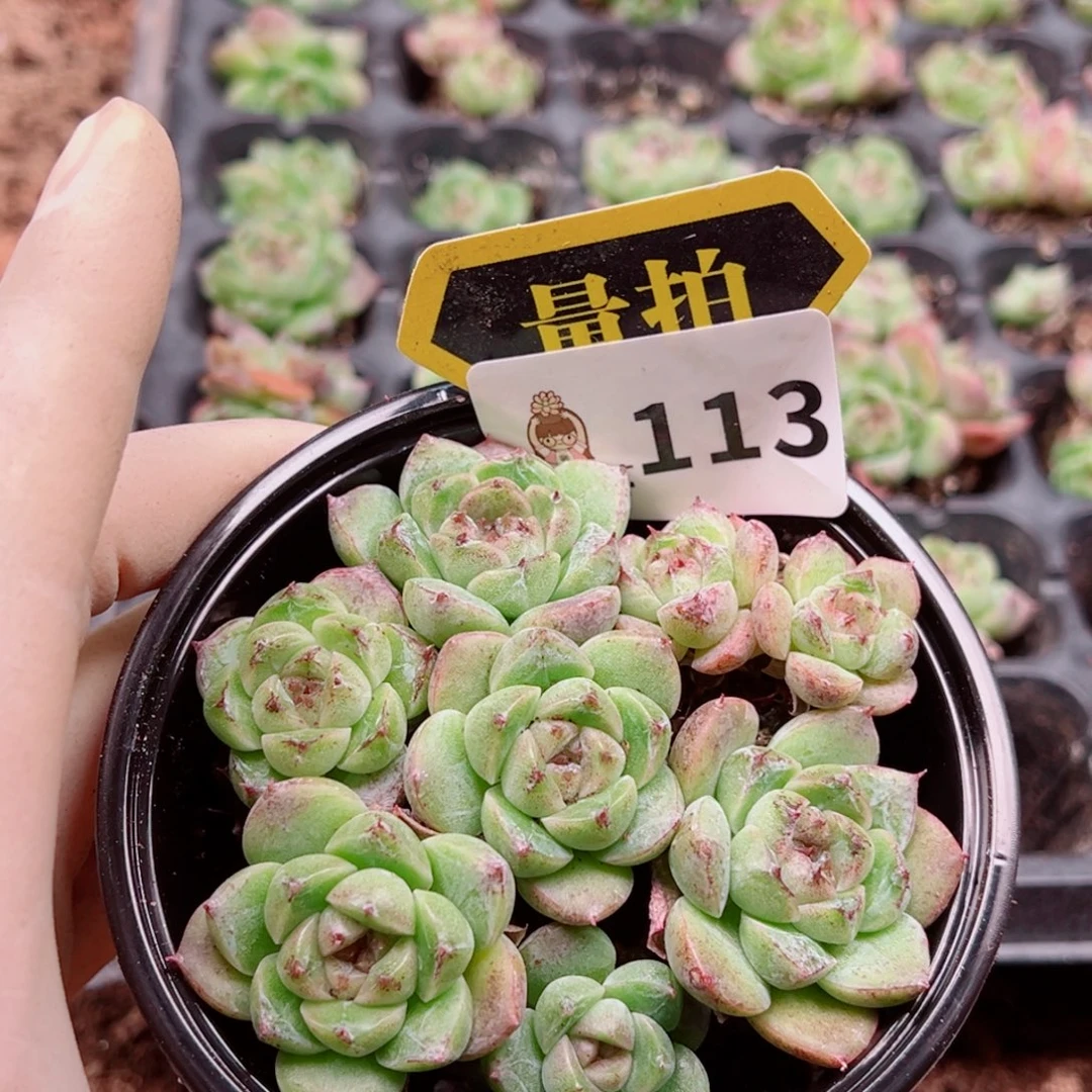 多肉植物多肉植物