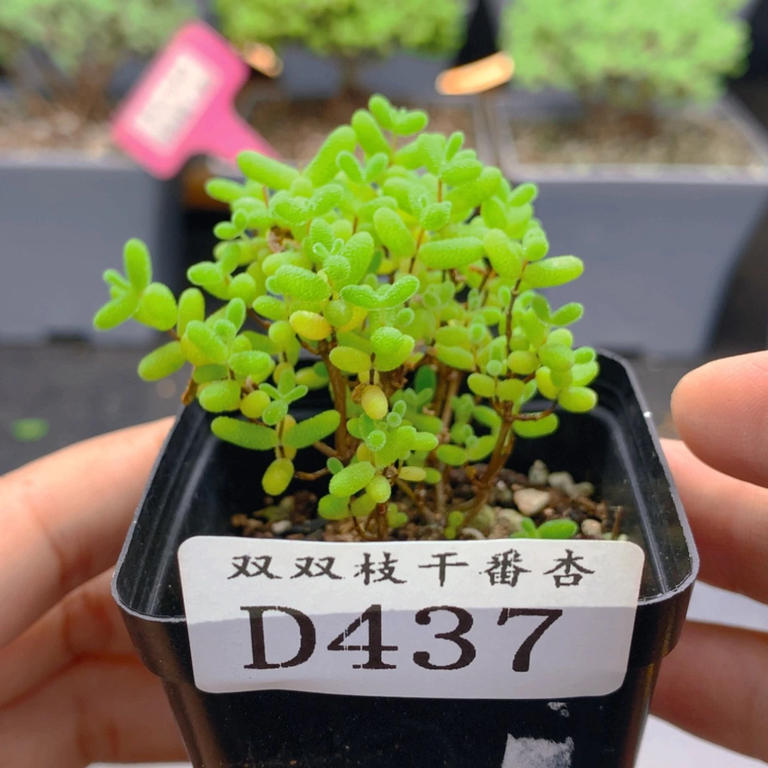 437蜜橘。