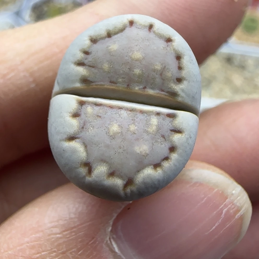 947饼干清框福利30包邮