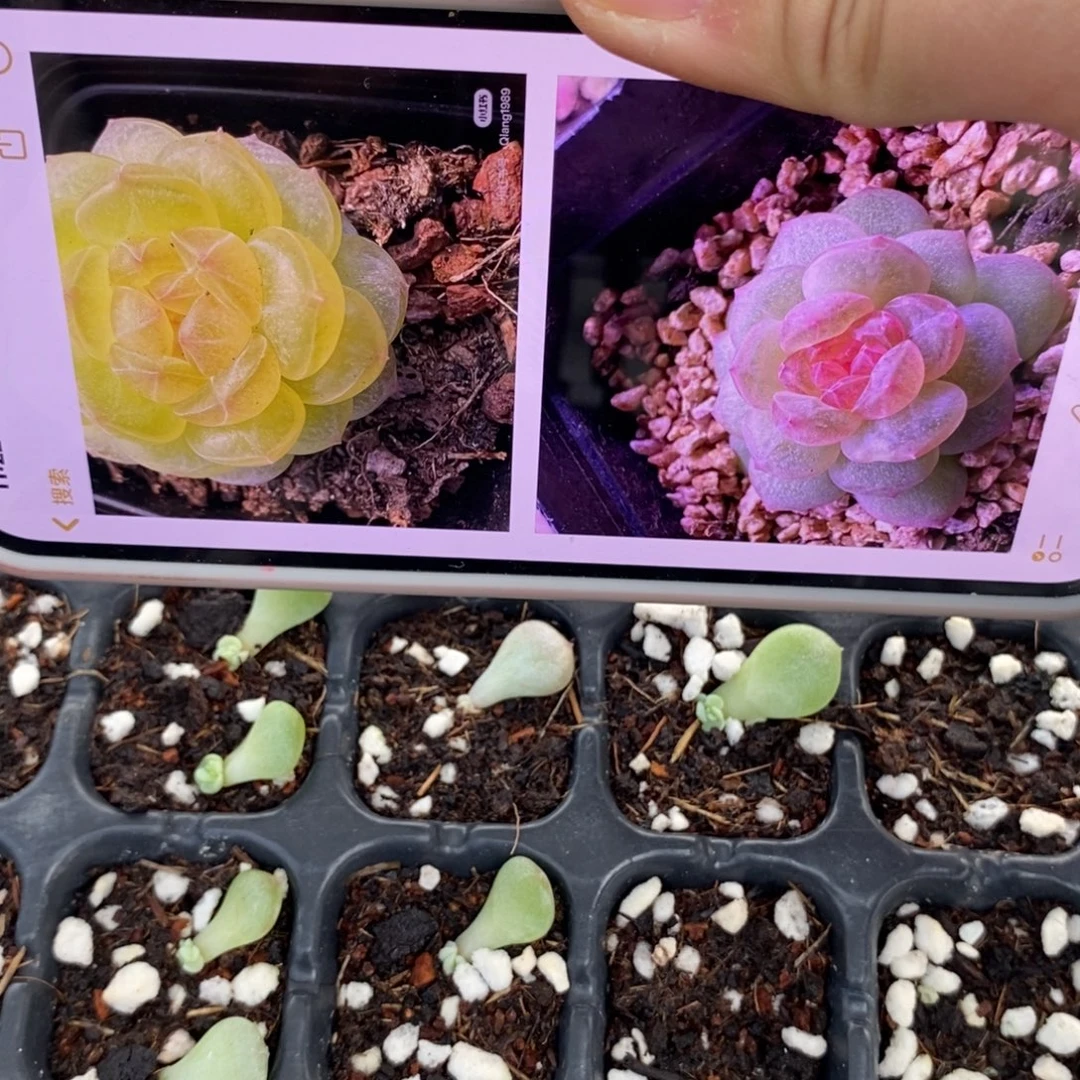 清浅832叶片带芽一个