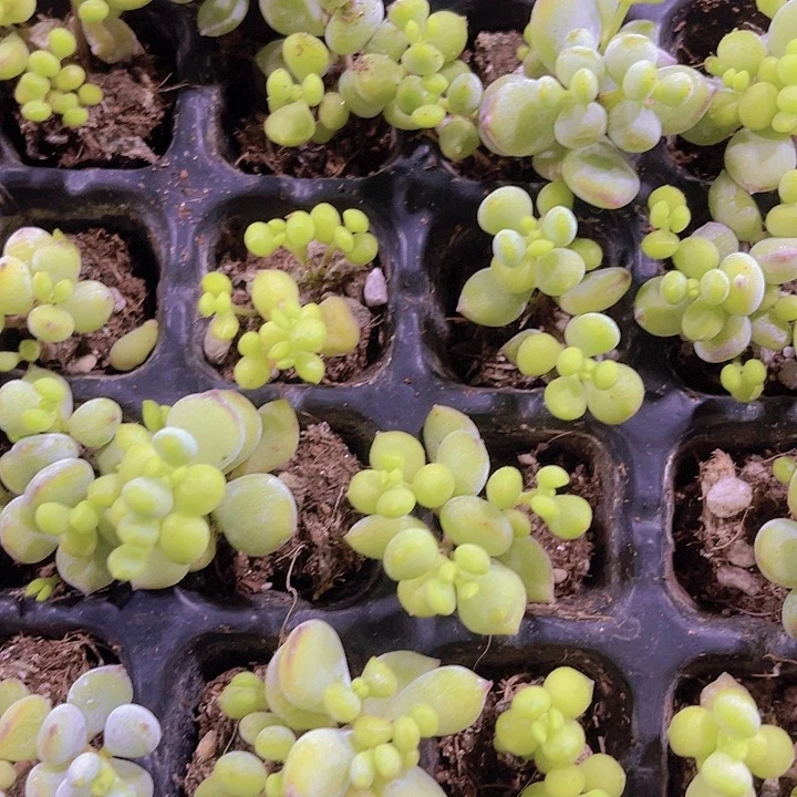 精品达摩福娘多肉植物