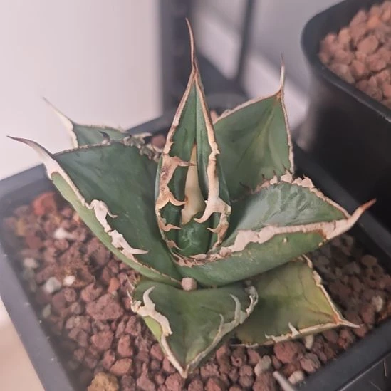 白泽仁王冠龙舌兰