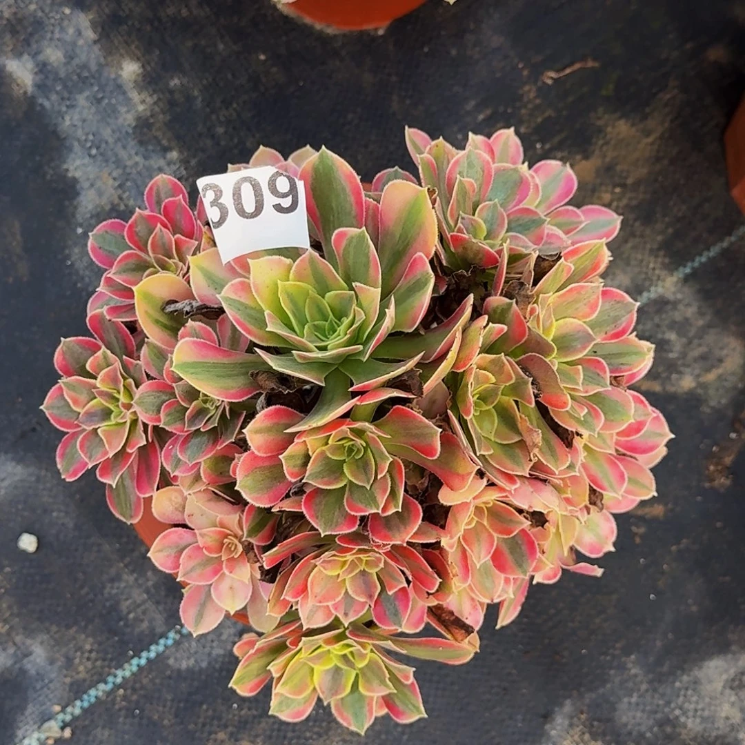 309男神法师植物多肉