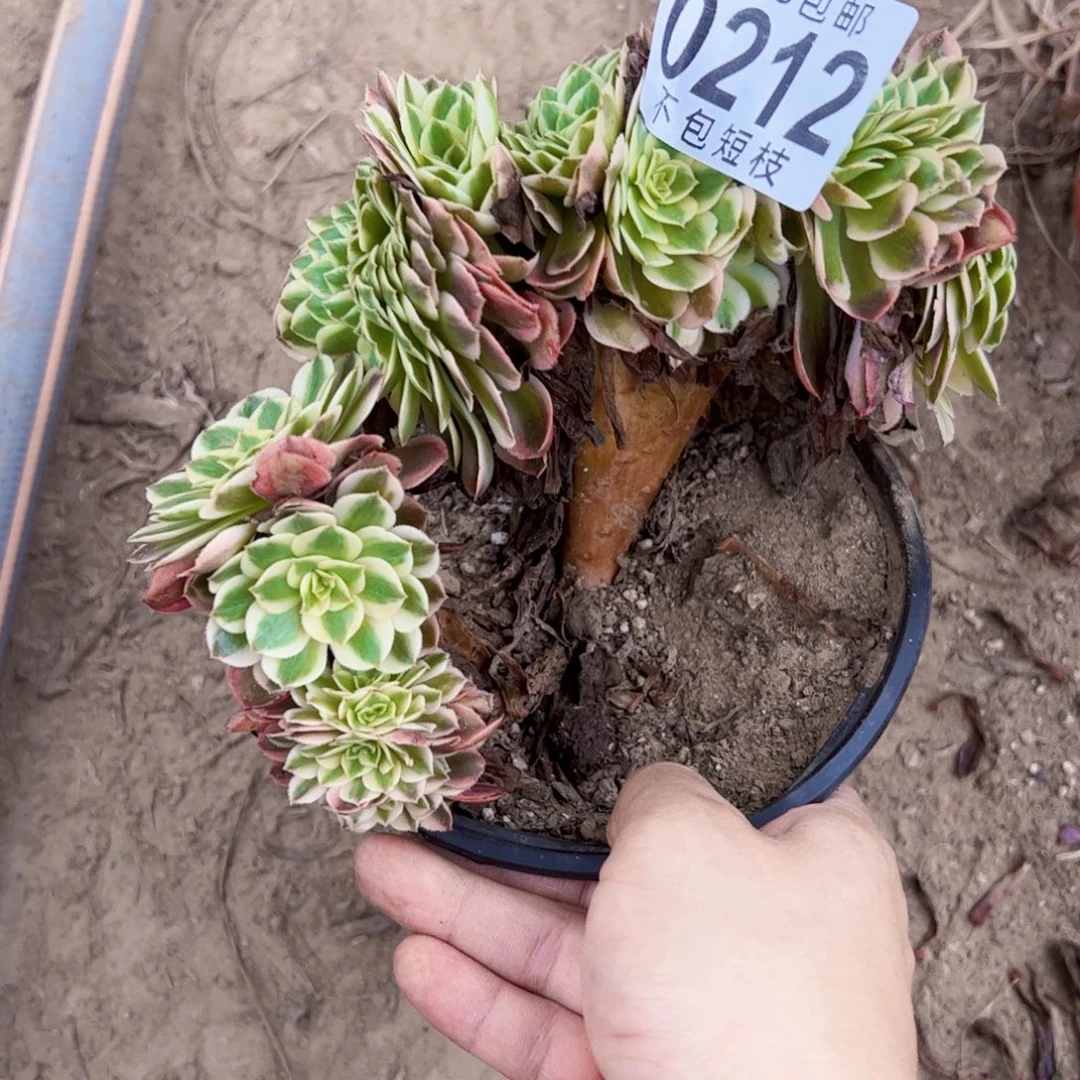 倾城缀多肉植物0212法师