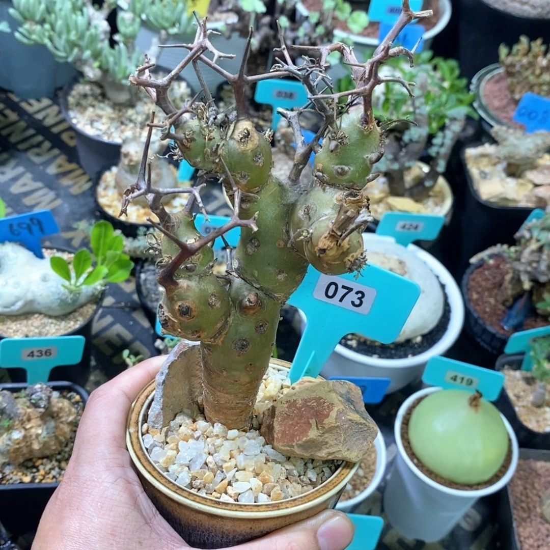 海茴香叶杨奎多肉植物