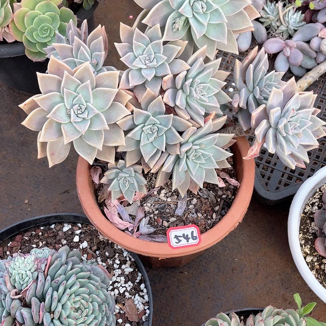 546血色黄昏 一物一拍多肉