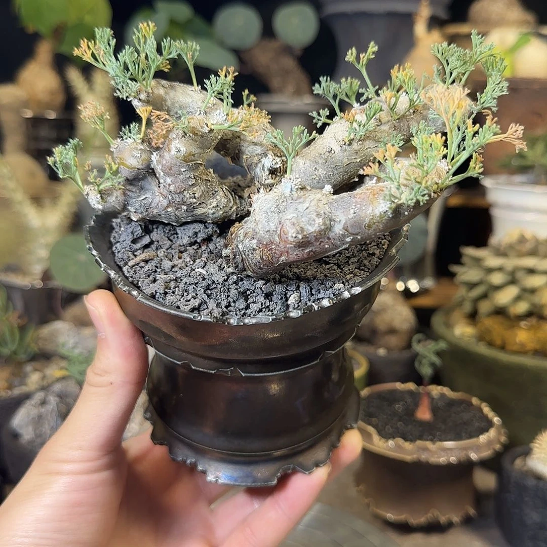 一物一拍黑皮月界880