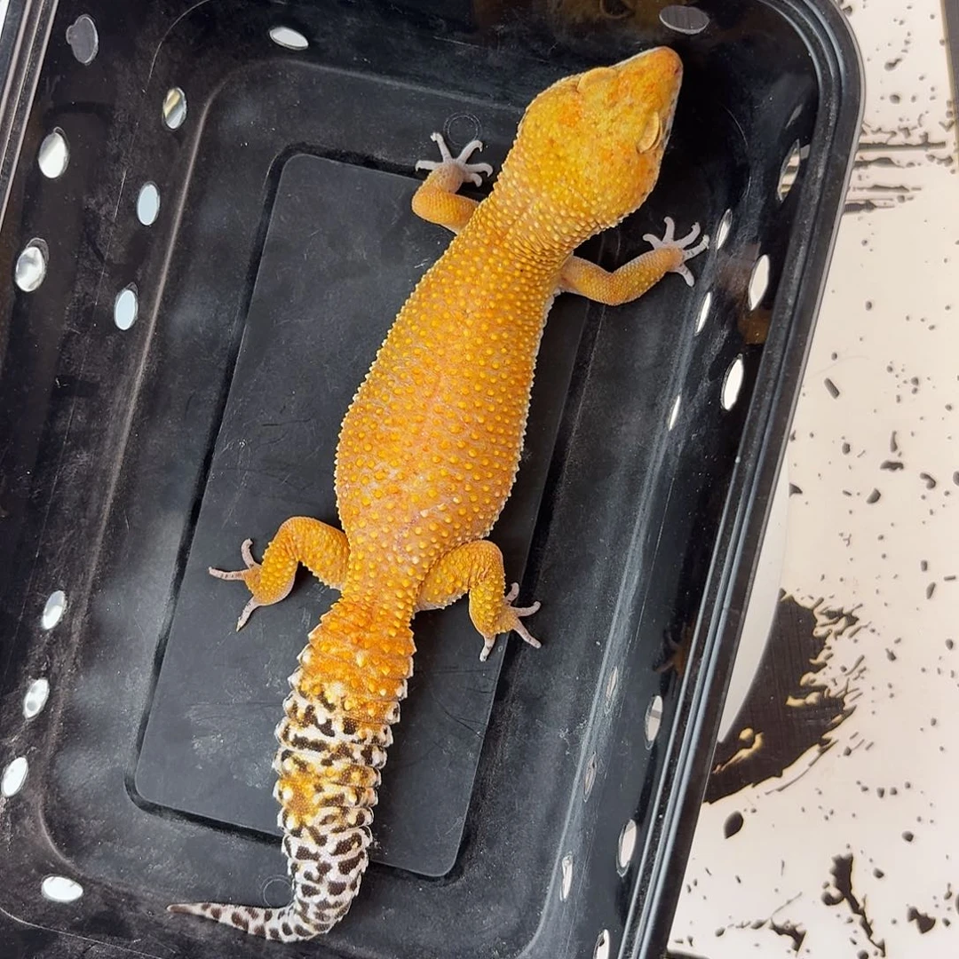 豹纹守宫发v好纠结哦哦哦哦哦