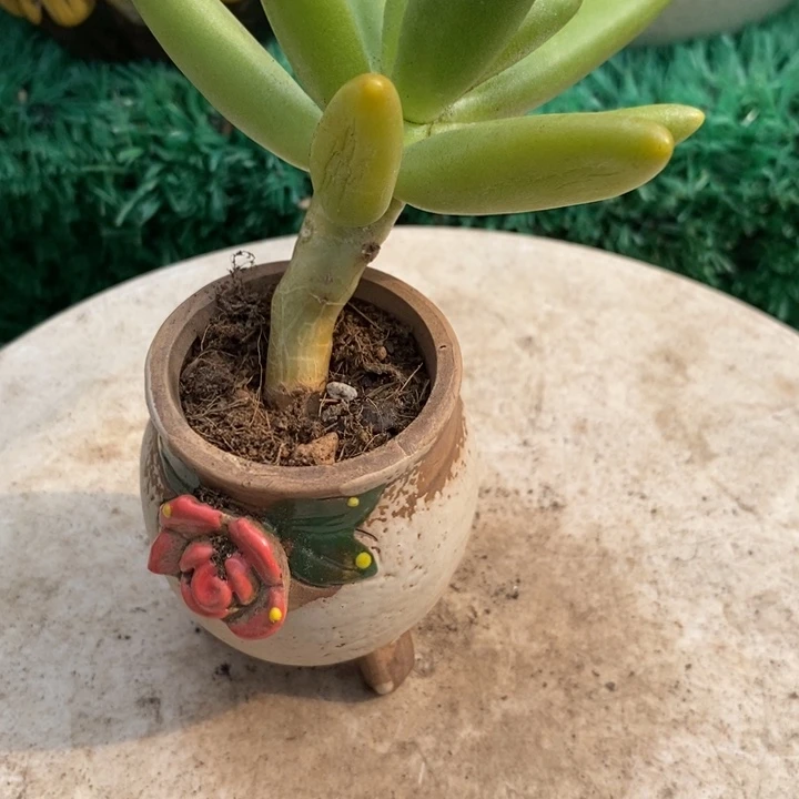 椰子树单头半木质化桩