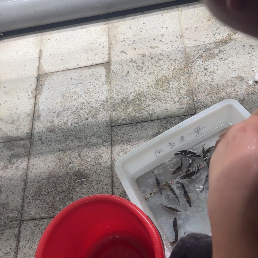 往***风慈鲷4条布隆迪六间。