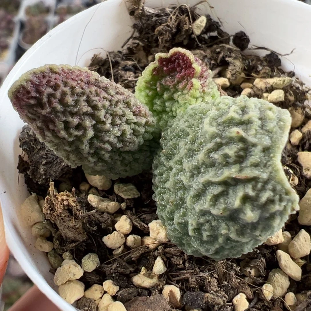 177号连贯核桃纹多肉植物水泡