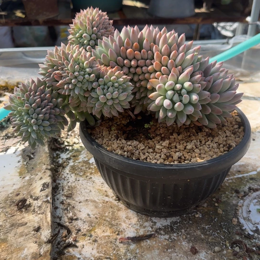 喜***海多肉植物索罗门缀化