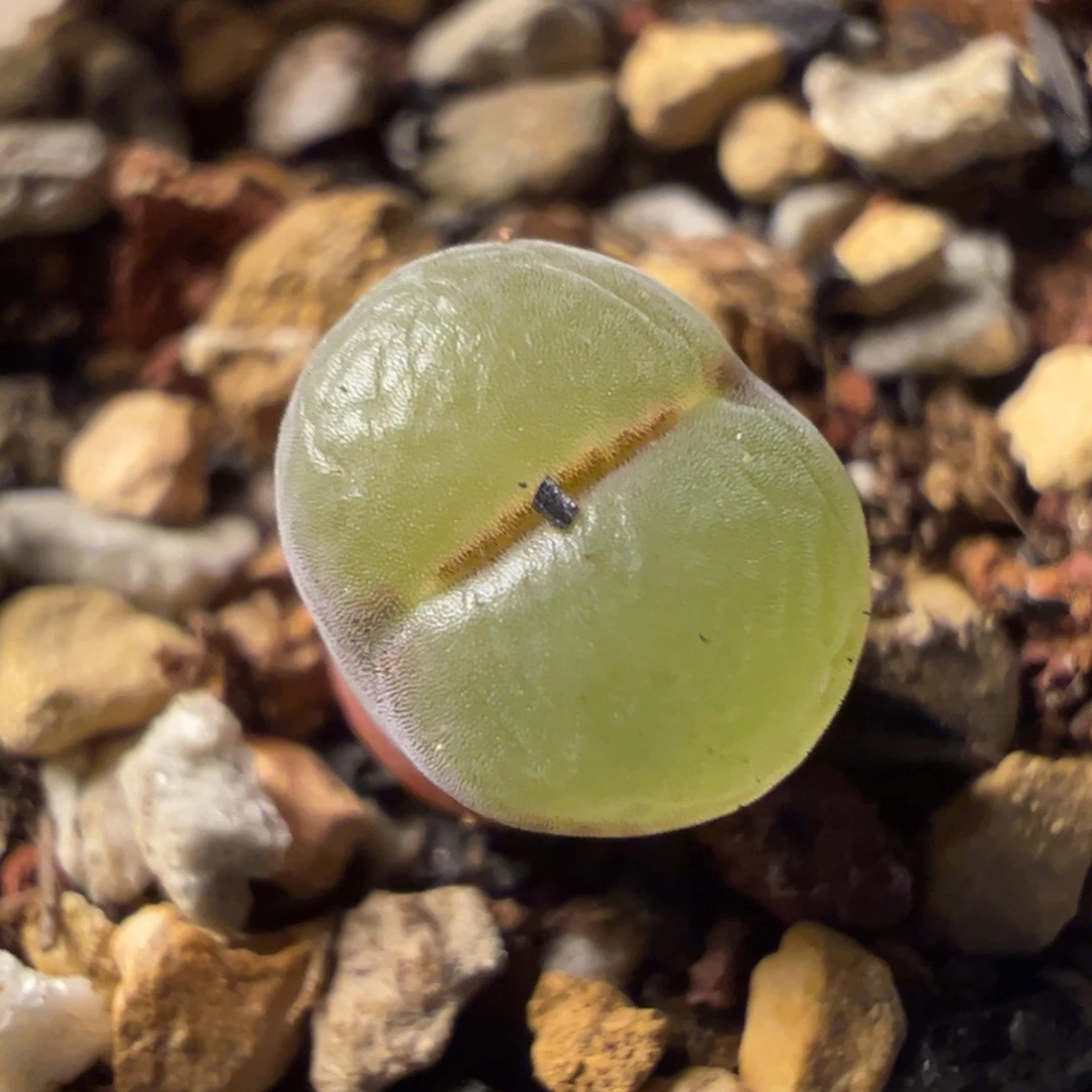 粉红女郎纽扣母本一物一拍