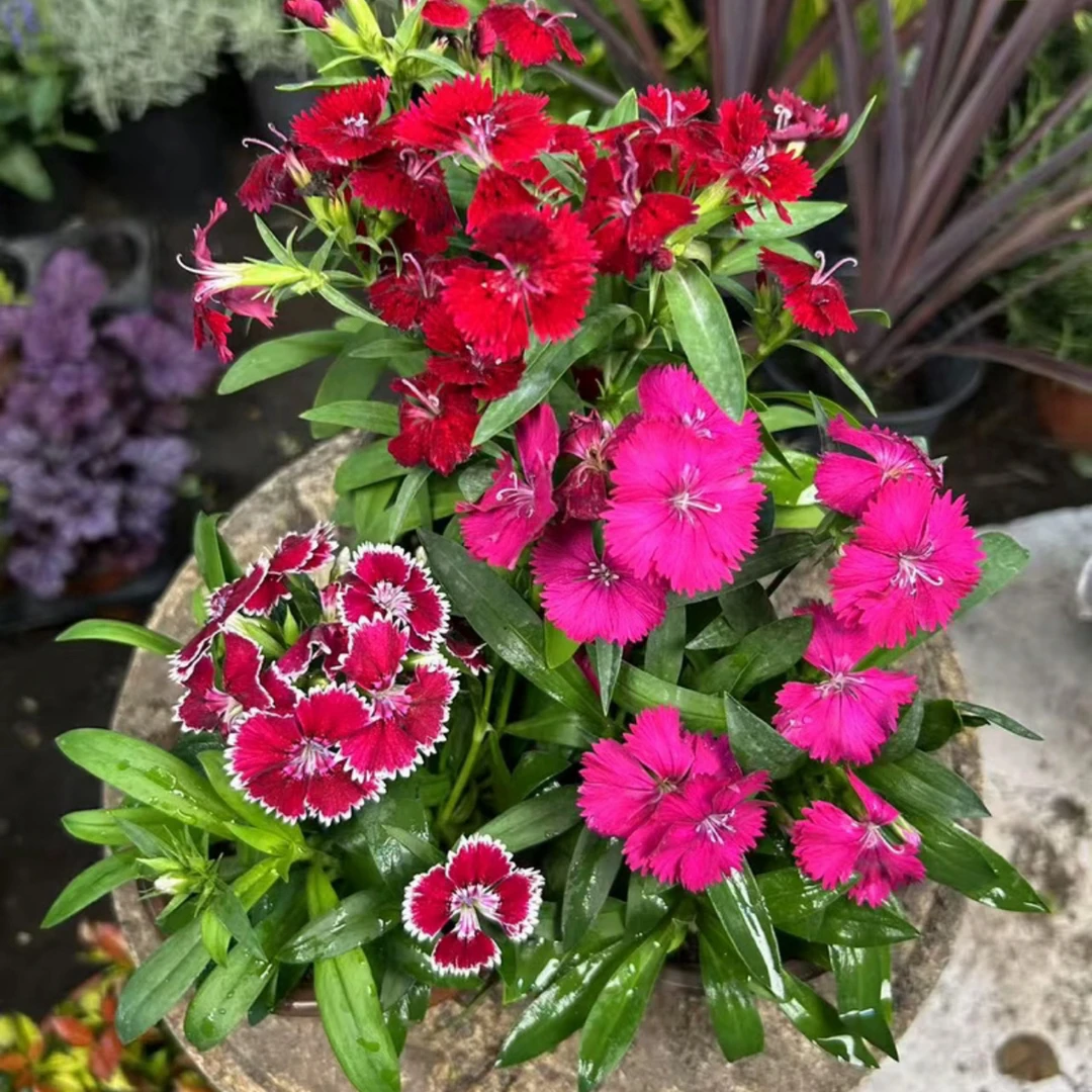 【美国石竹】五彩美国常夏石竹盆栽带花苞耐寒别墅庭院阳台四季开花