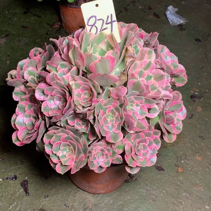 824粉女巫多肉一物一拍