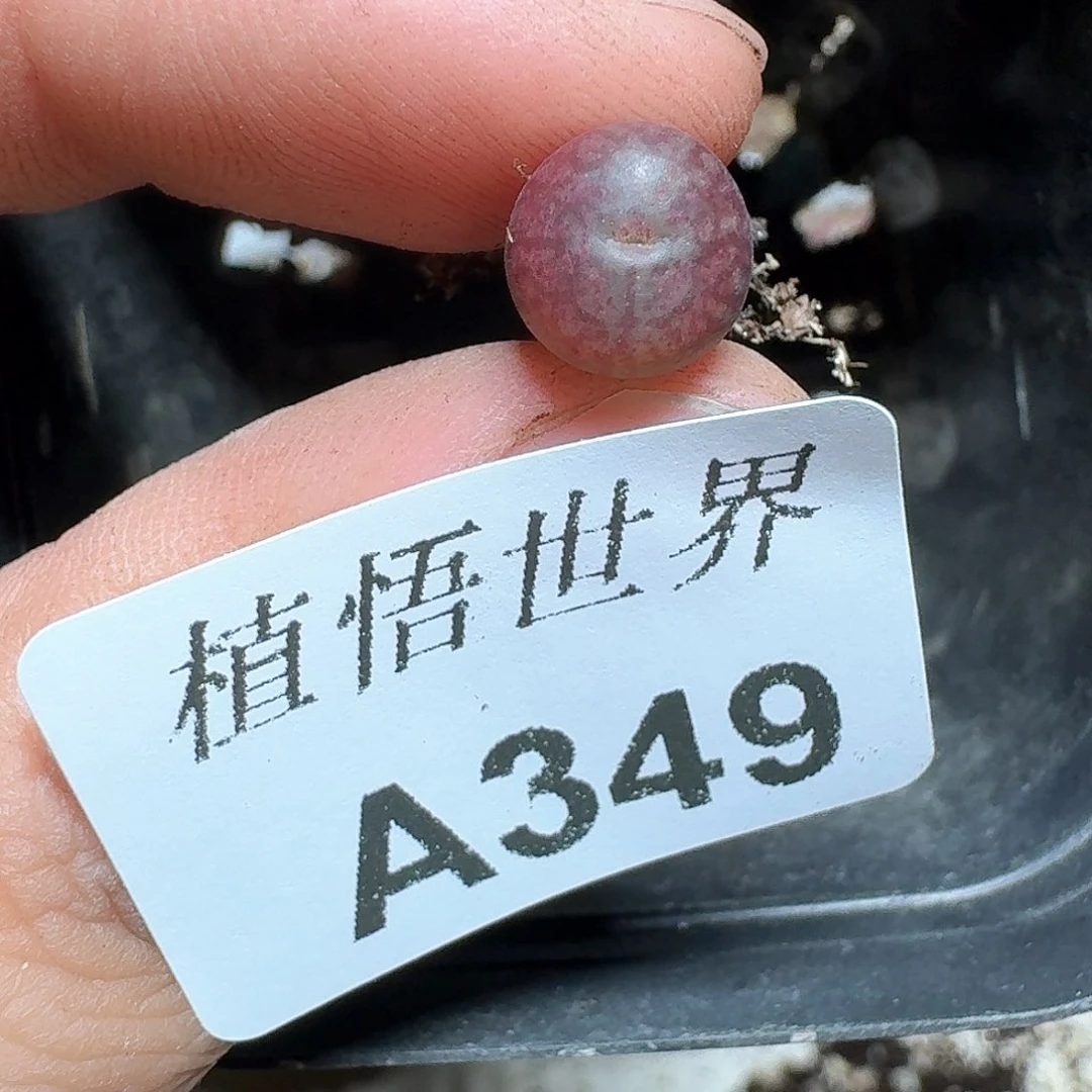 349号多肉植物哇d c