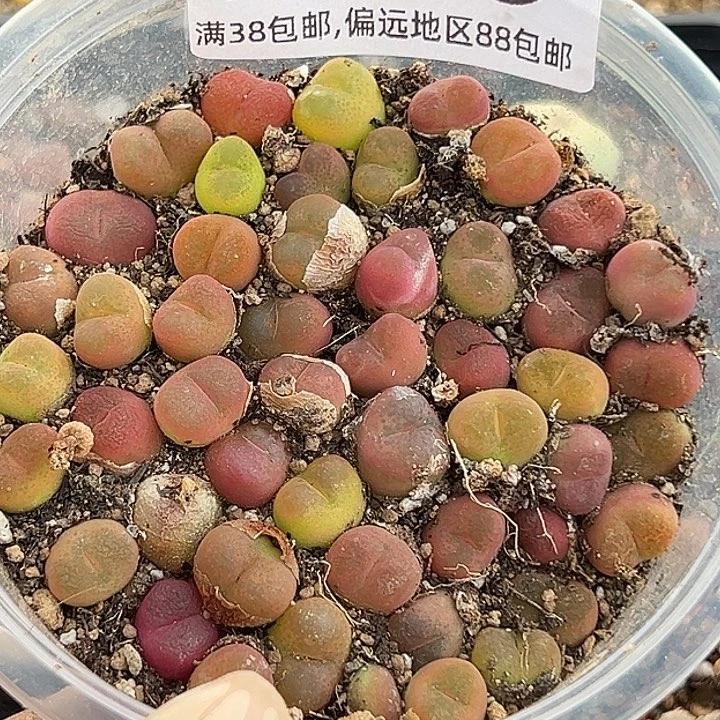 无花朵包邮739号特价福利50颗彩毛