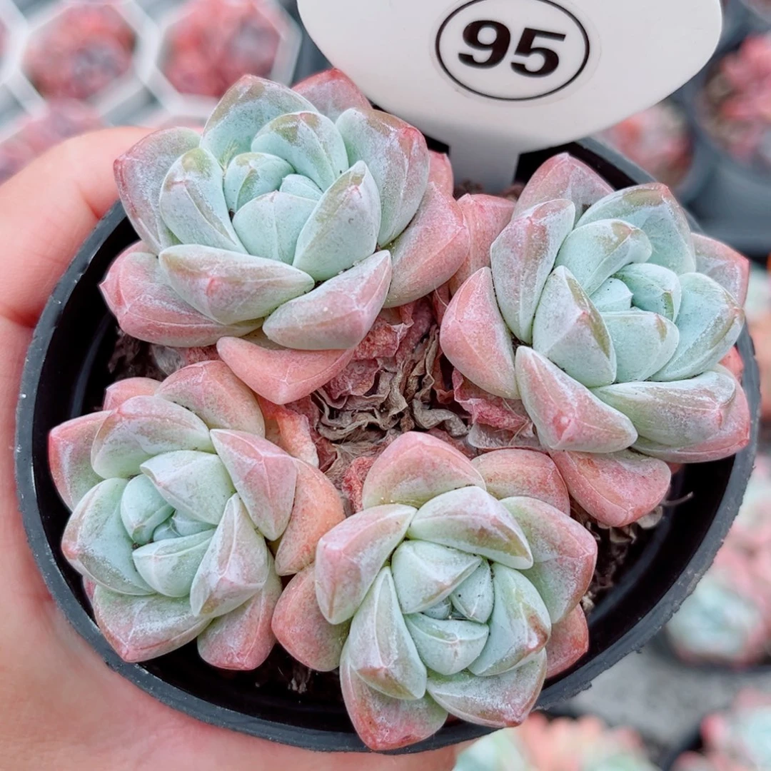 95号小老桩冰玉群