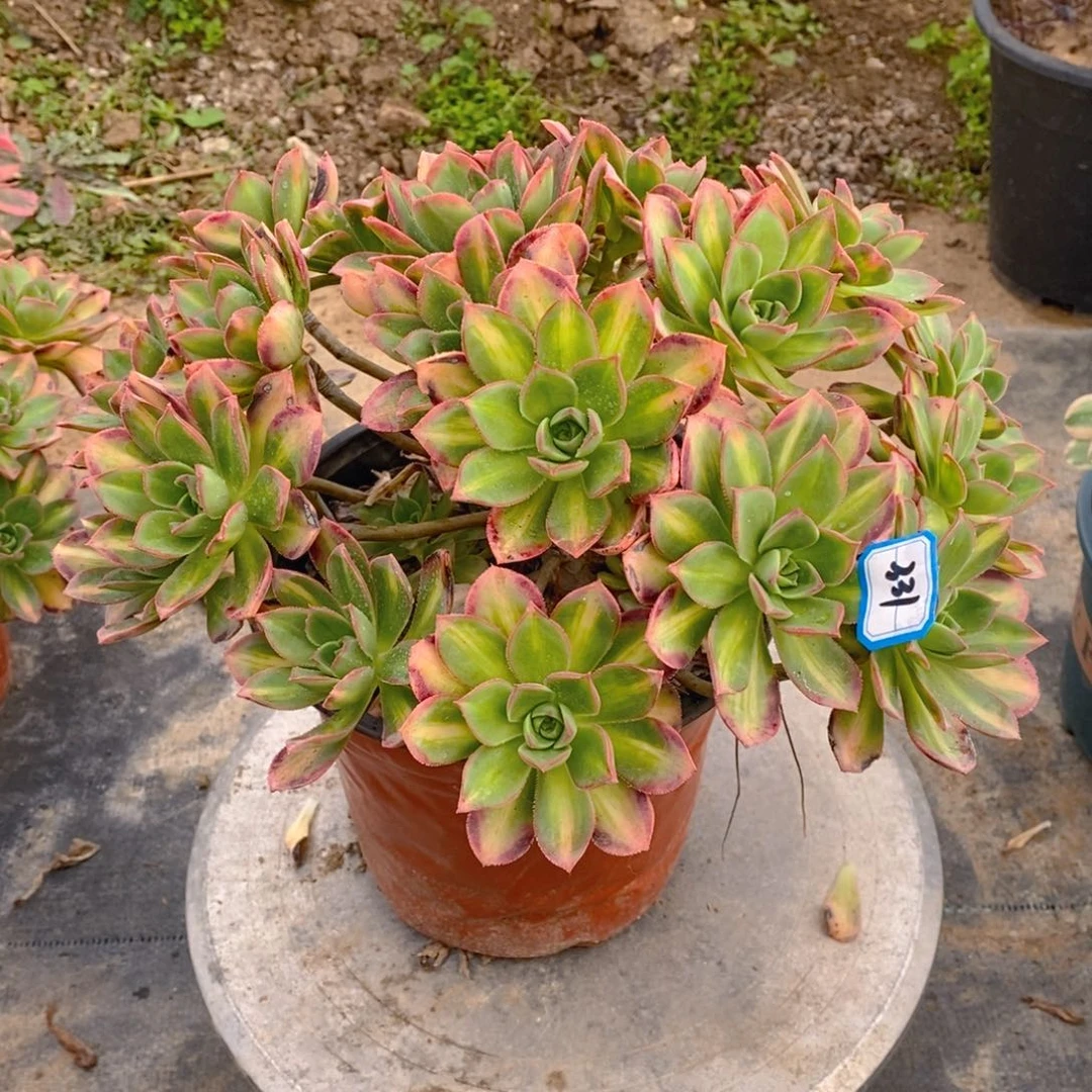 兜****)331星爆多肉法师