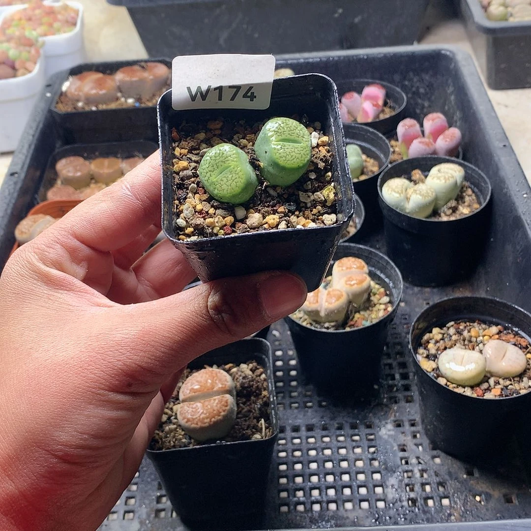 静***镜W174多肉植物保护研究所