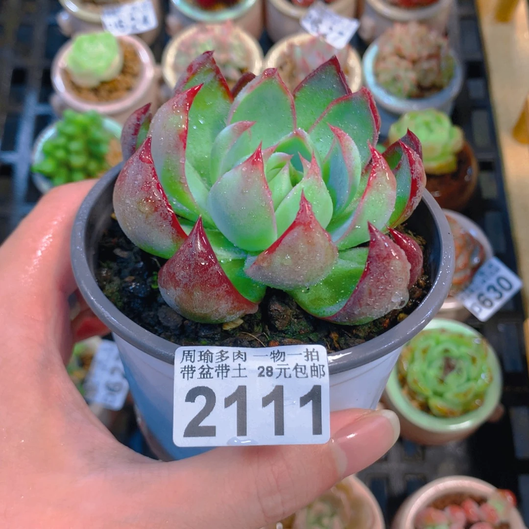5厘米盆精控多肉2111