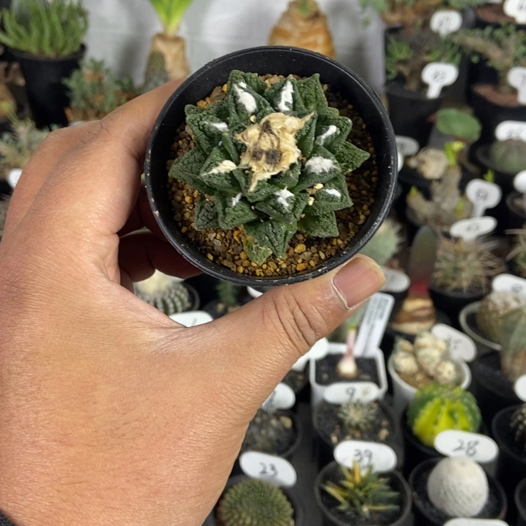 辛顿牡丹一物一拍