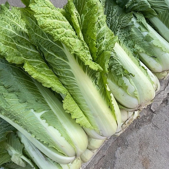 中国大陆青叶小颗白菜五斤