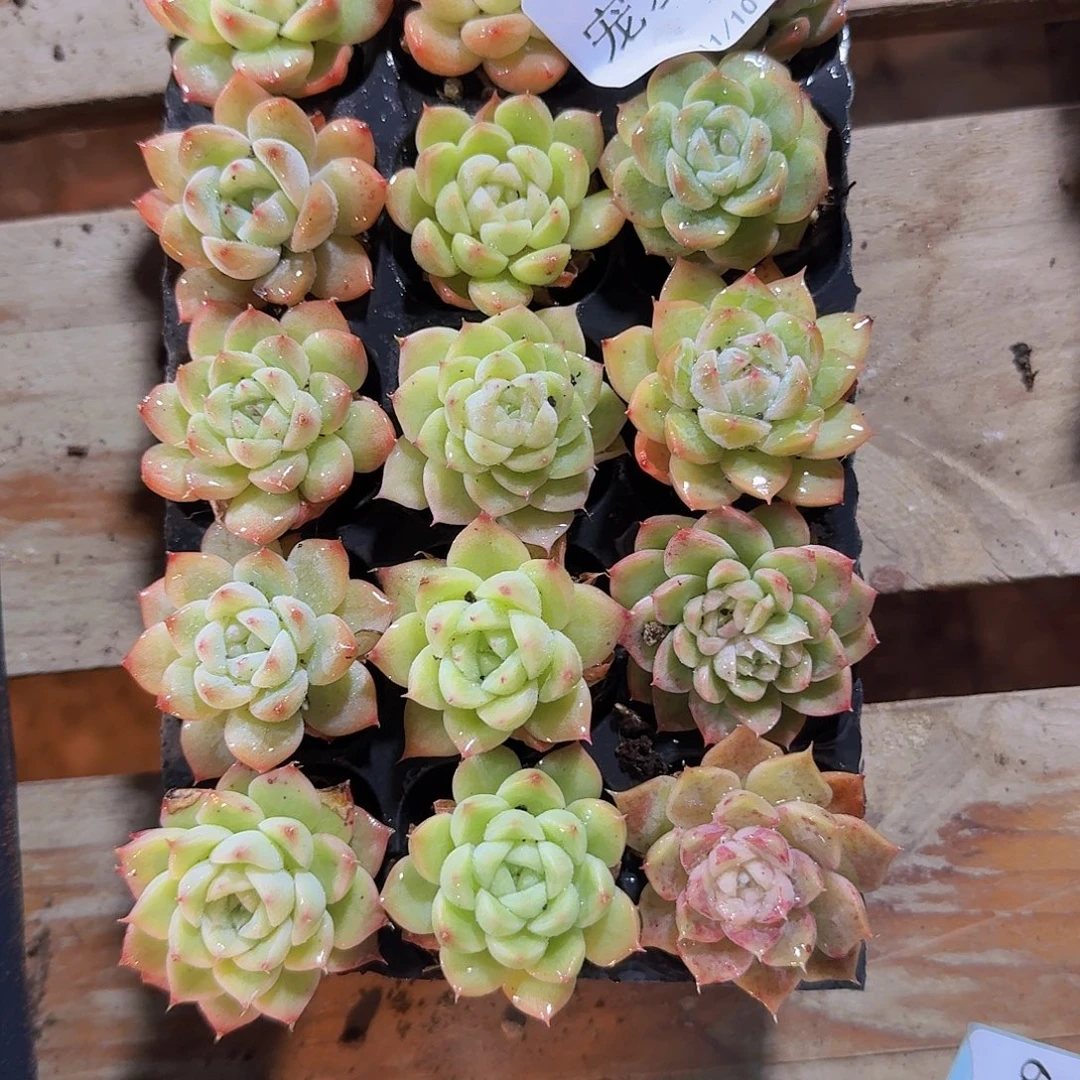 直播福利一物一拍303