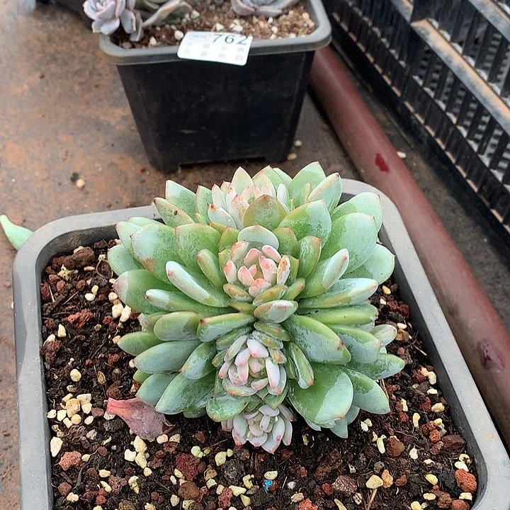 星星橙朵朵 可能会有侧切  非偏远38包邮 节后发