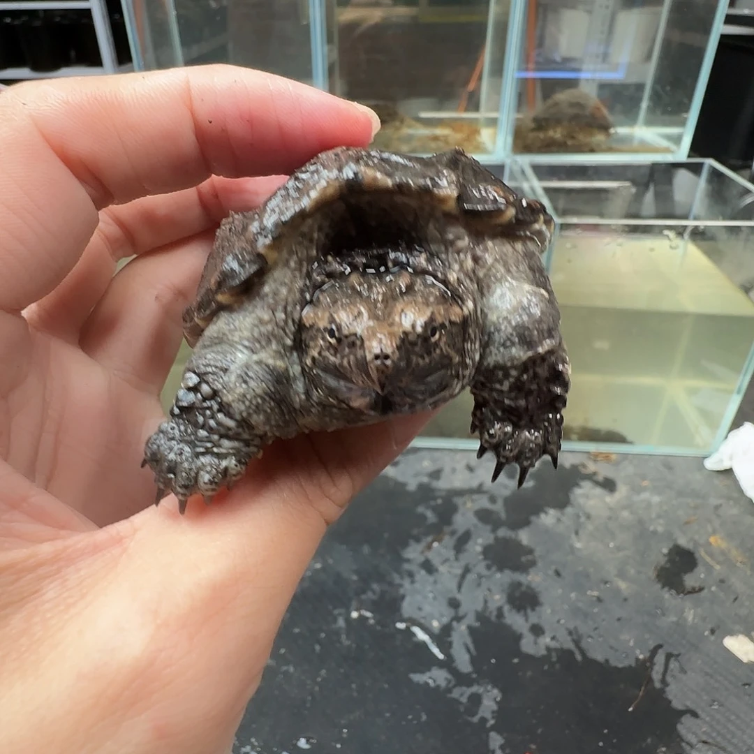 宠物龟不分公母The