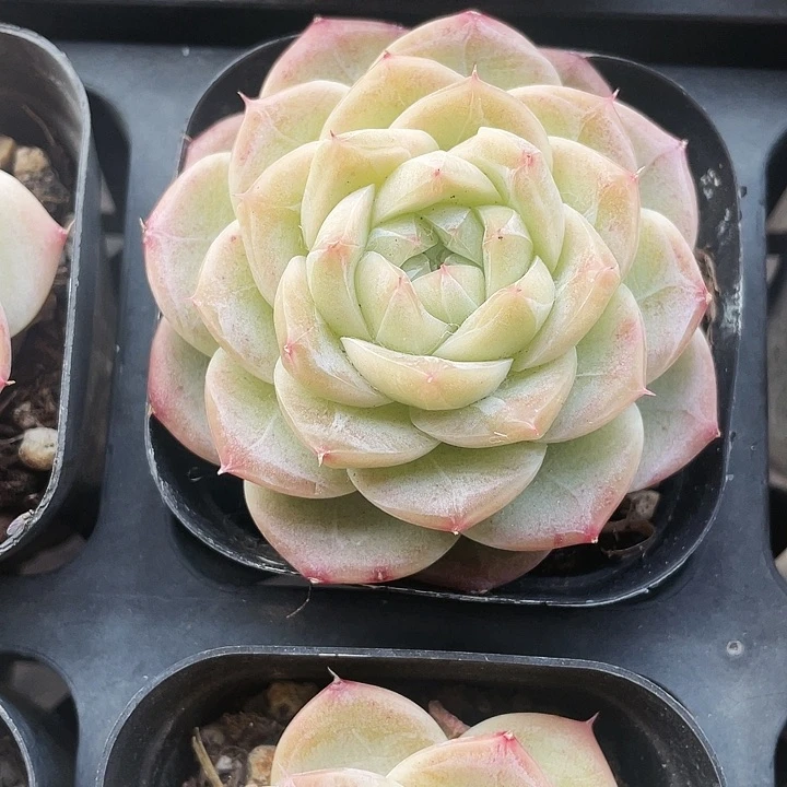 夏末凉瓜官15.8一盆