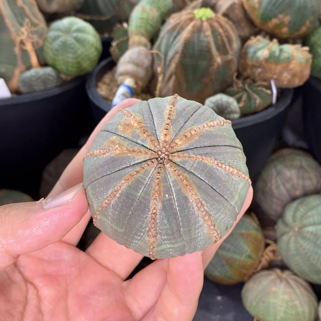30原产地布纹球多肉植物