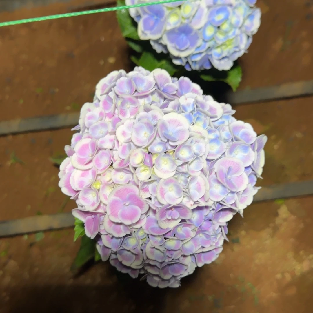 大部分花苞少量开放9