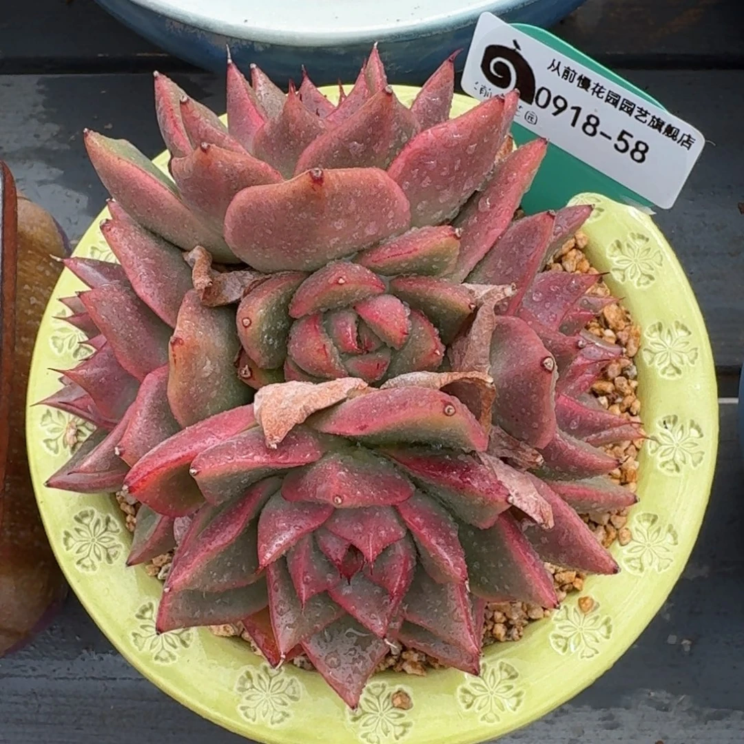 从前慢多肉精选编号0918.58