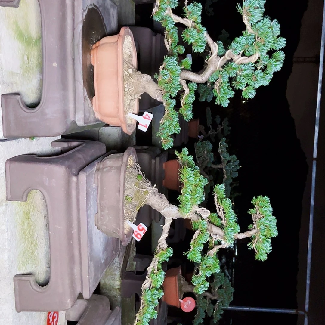 无花朵五针松盆景2棵