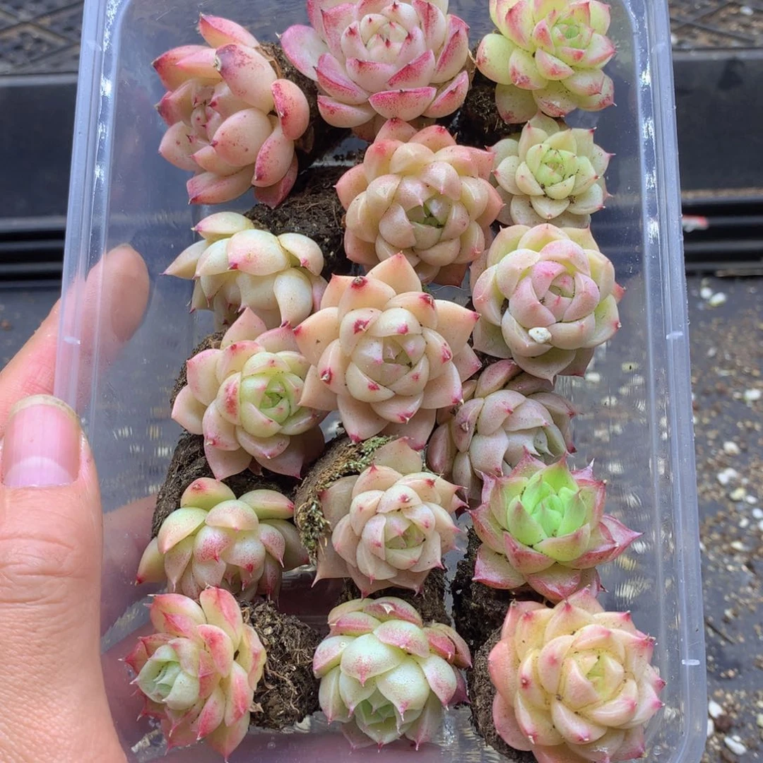 反反复复还是会有的051