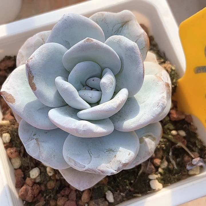 月****✨多肉植物雪莲947
