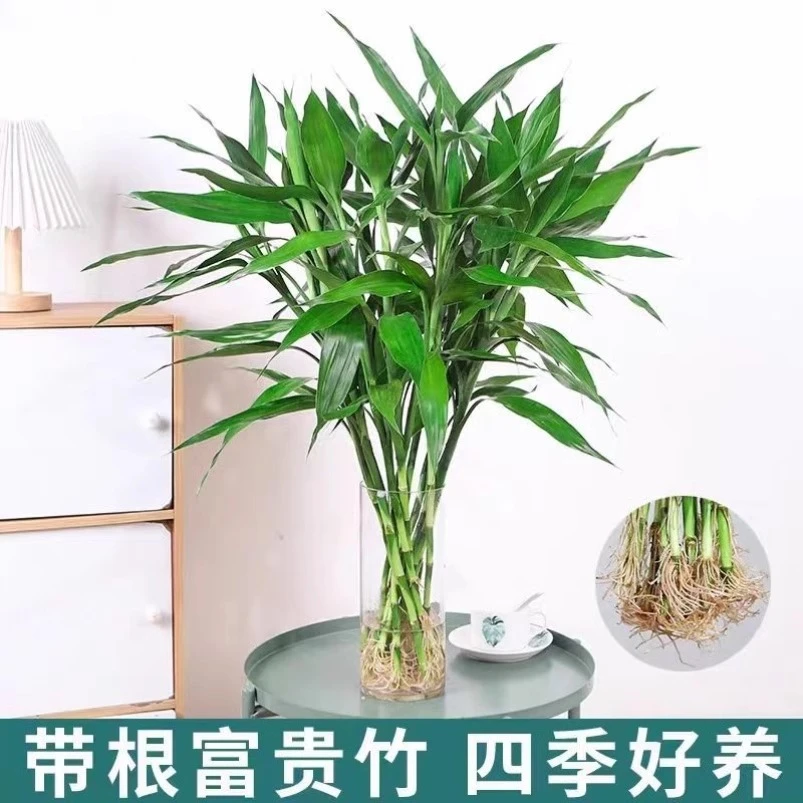 客厅带根富贵竹水培植物水养竹室内发财竹招财竹绿植盆栽鸿运竹子