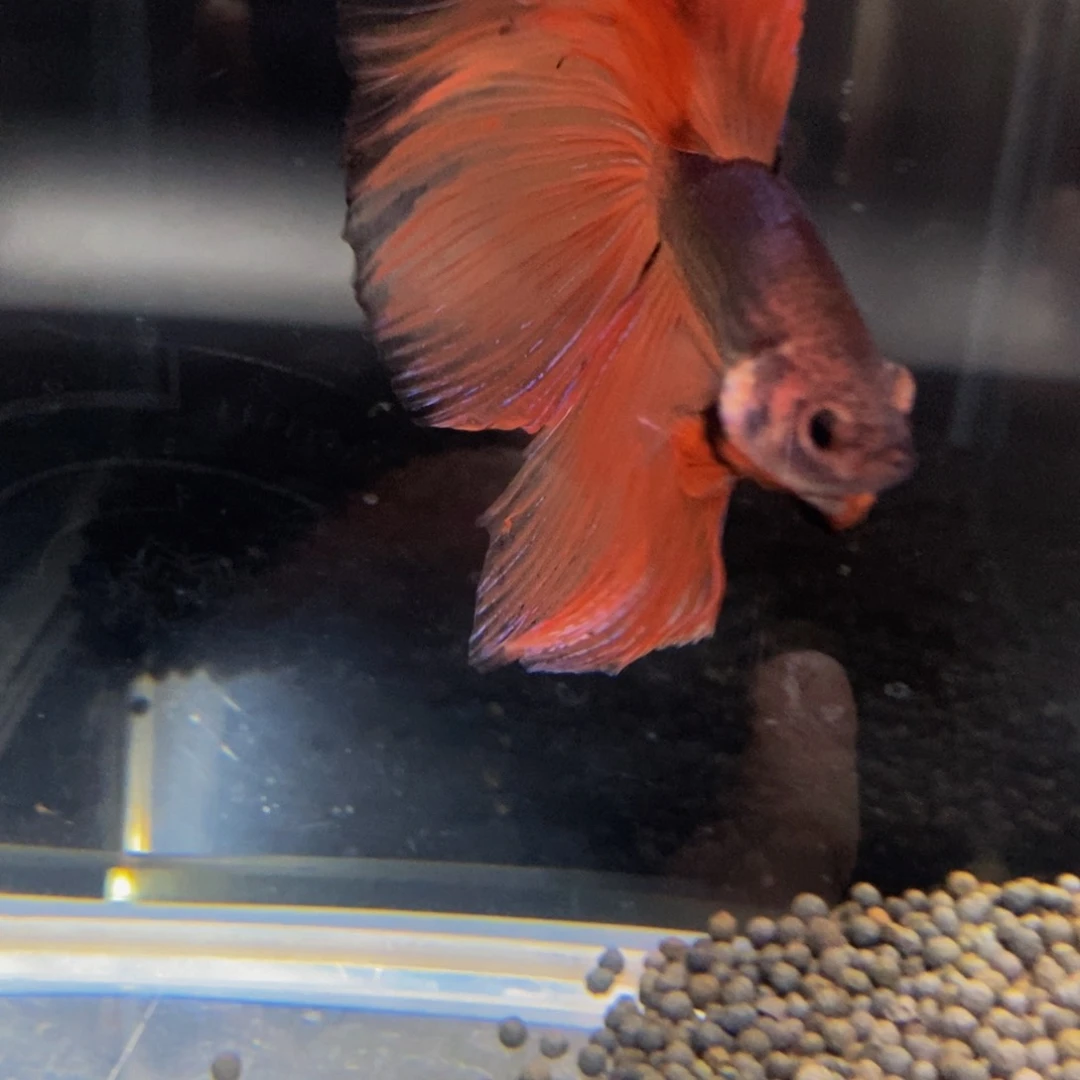 热带鱼公425巨斗